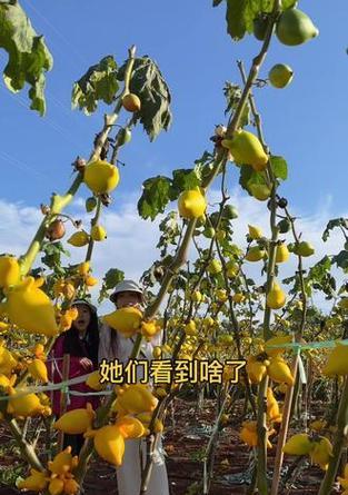 五代果栽培的关键技术要点是什么？