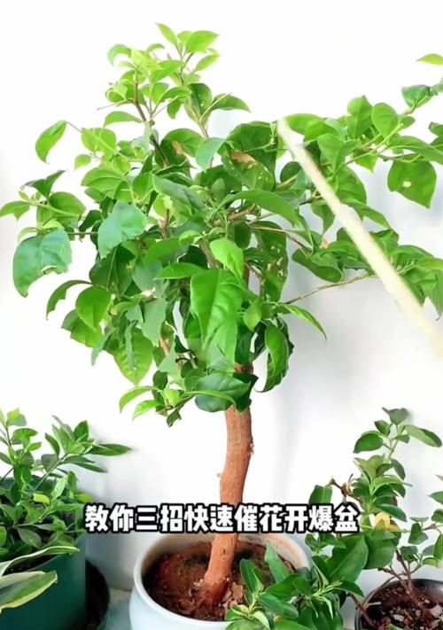 春季如何养护三角梅？三角梅的春季养护技巧是什么？