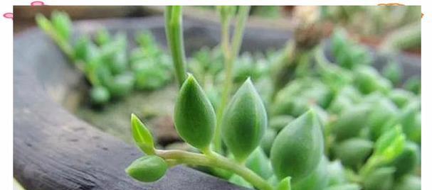 佛珠绿植小盆景的养护技巧是什么？如何保持其美观？