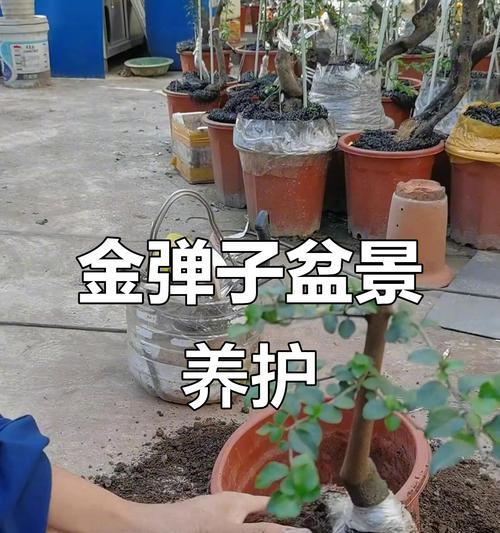 佛珠绿植小盆景的养护技巧是什么？如何保持其美观？