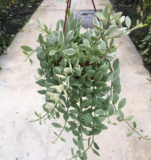 佛珠绿植小盆景的养护技巧是什么？如何保持其美观？