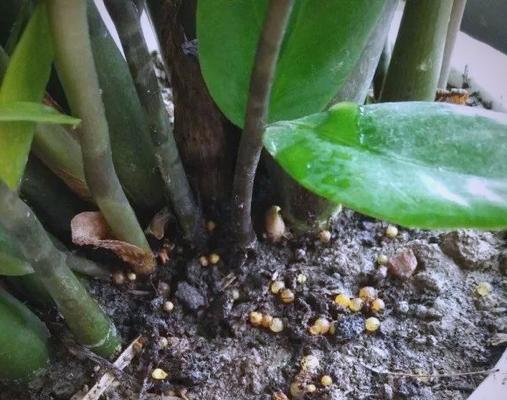 花盆中间施肥的技巧有哪些？如何正确施肥？