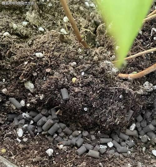 花盆中间施肥的技巧有哪些？如何正确施肥？