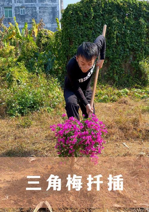大桩扦插三角梅生根后移栽的正确步骤是什么？