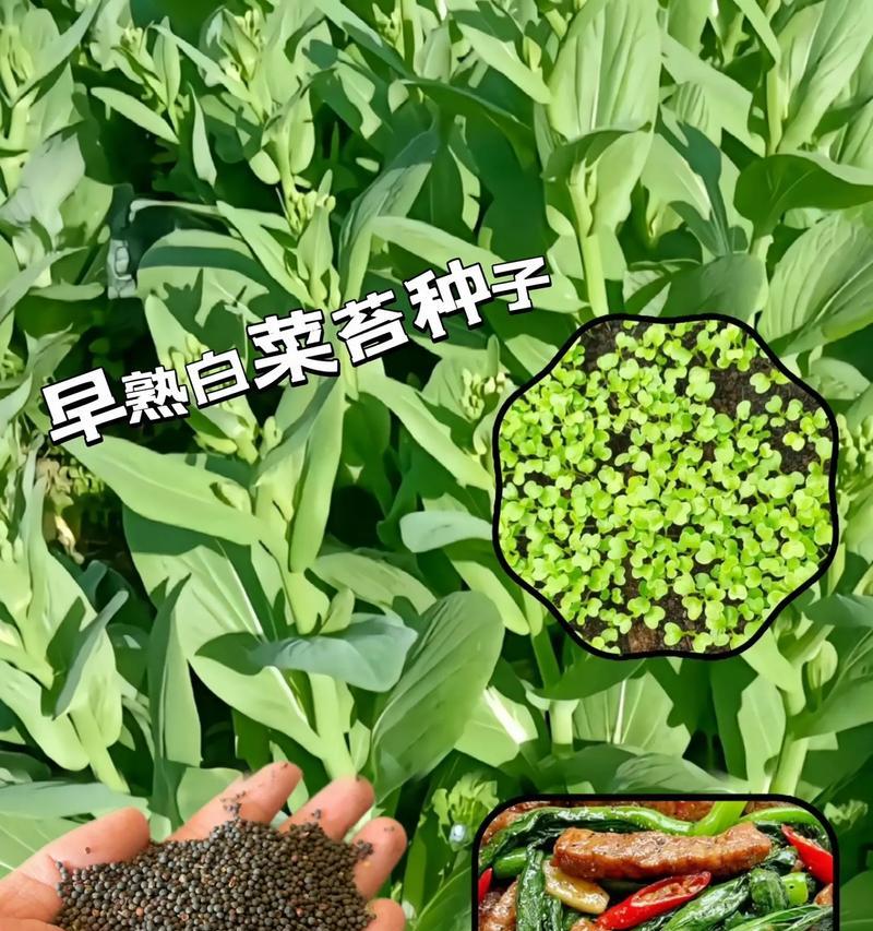 田里播种的蔬菜有哪些？