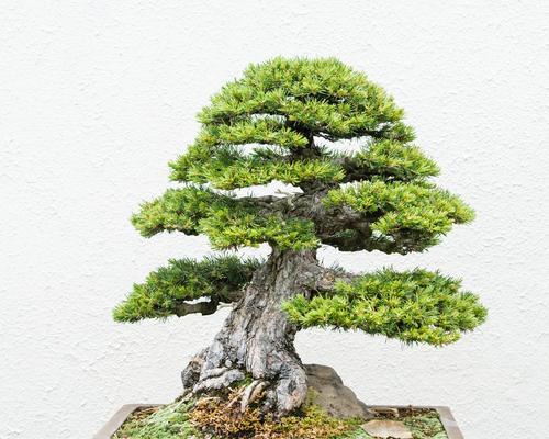 家庭观赏植物高档品种有哪些？如何选择？