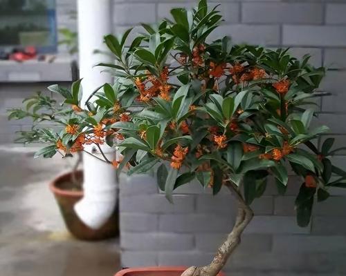 家庭观赏植物高档品种有哪些？如何选择？
