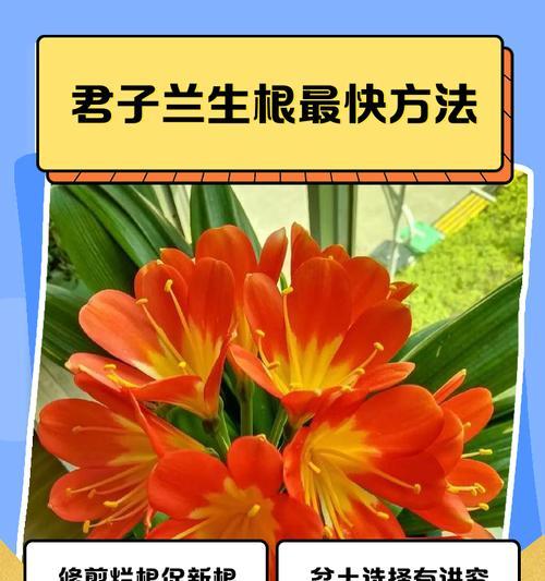 君子兰种子的保存方法是什么？
