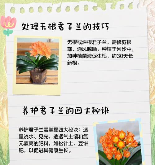 君子兰种子的保存方法是什么？