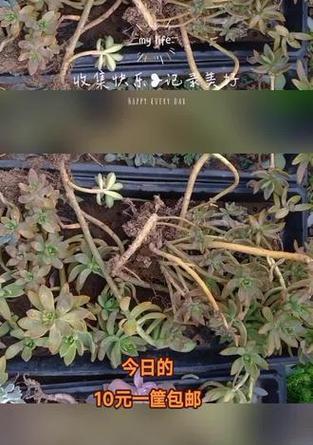 番杏的最佳播种时间是什么时候？播种技巧有哪些？