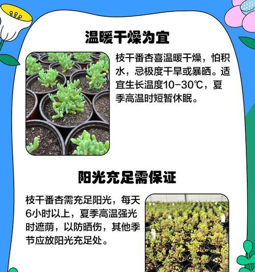 番杏的最佳播种时间是什么时候？播种技巧有哪些？