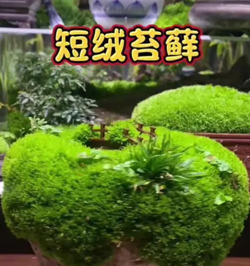 盆景造景如何才能更美观？