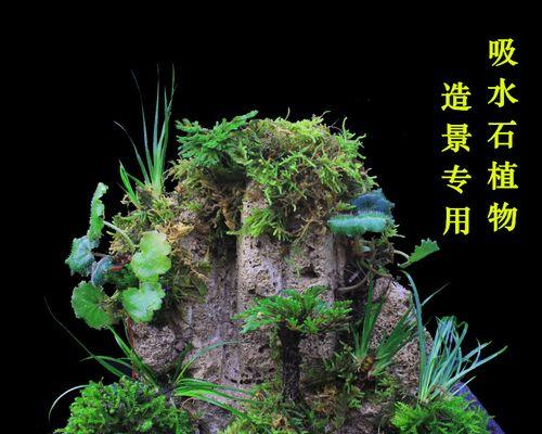 盆景造景如何才能更美观？