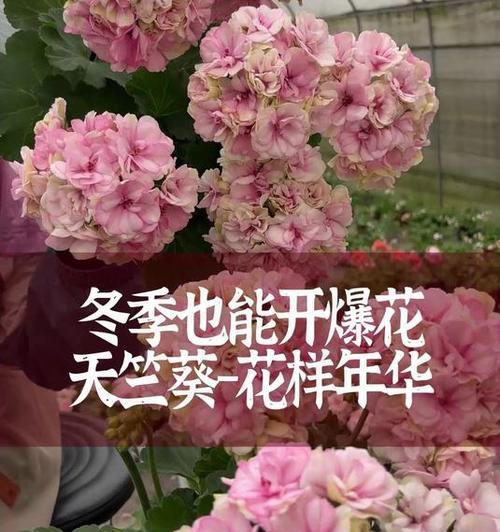 天竺葵地栽爆花的处理方法和技巧是什么？