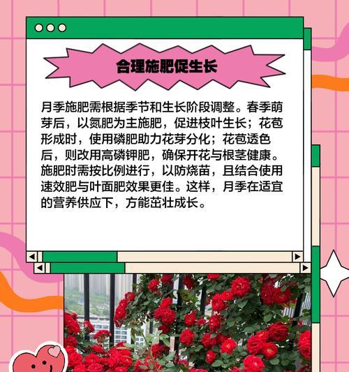 玫瑰月季类植物如何养护？有哪些技巧？
