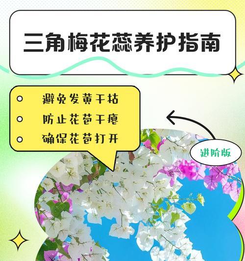 三角梅养护不当导致死亡的原因是什么？