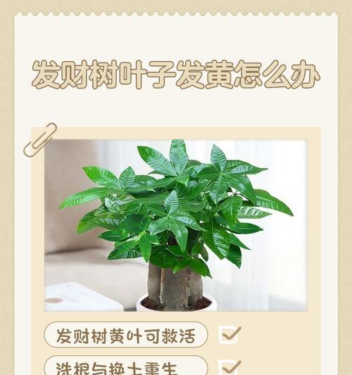 阳台吊树叶子发黄的解决方法是什么？