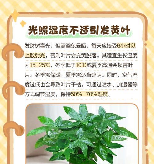阳台吊树叶子发黄的解决方法是什么？