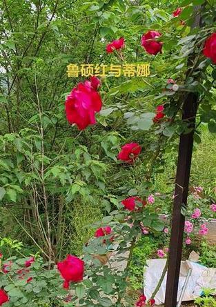 月季拱门的栽种方法是什么？
