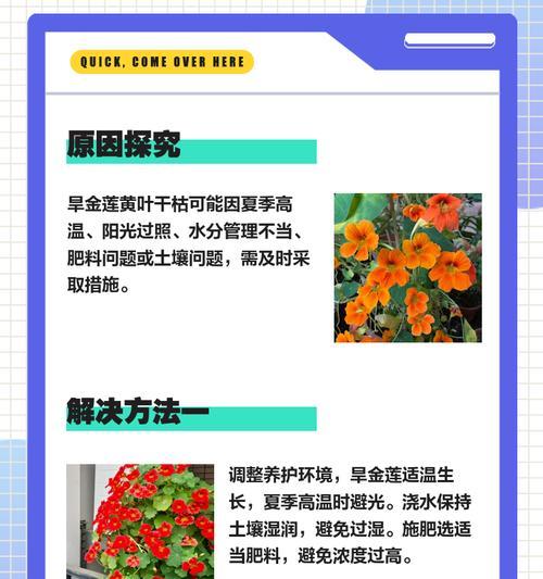 干枝梅叶子发黄干枯的解决方法有哪些？