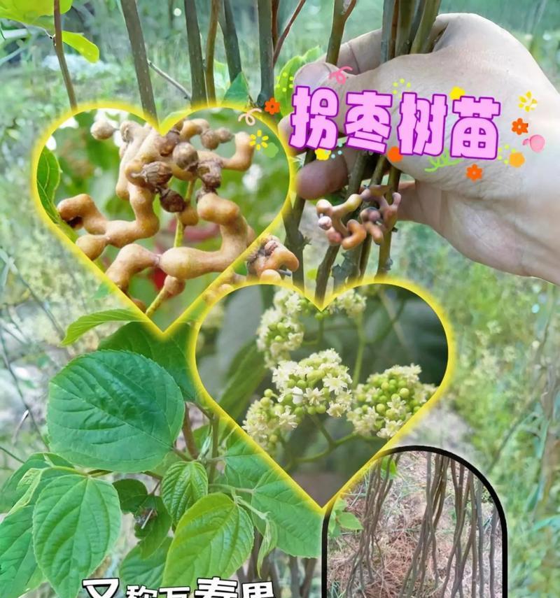 播种育苗时哪种树种更合适？
