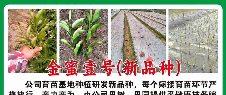 播种育苗时哪种树种更合适？