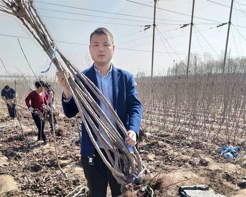 播种育苗时哪种树种更合适？