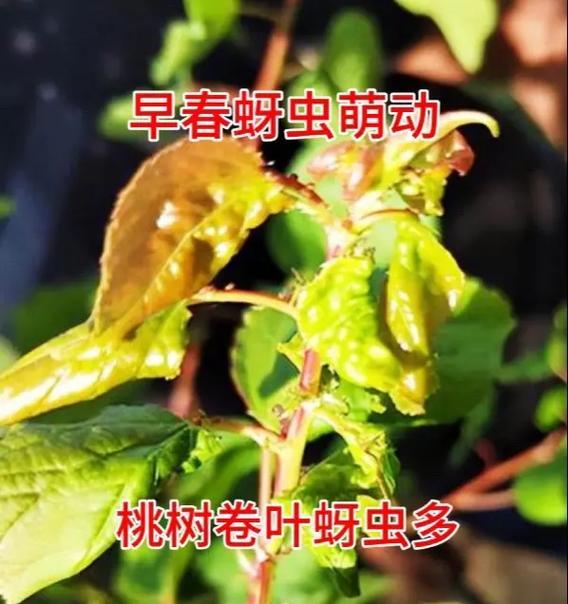 毛炸果树栽培的关键技术要点是什么？
