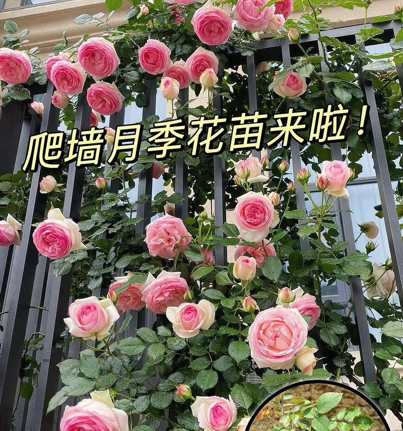 花托种植月季的方法是什么？
