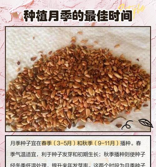 花托种植月季的方法是什么？