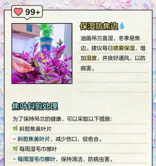 吊兰栽培技术的常见问题和解决方法是什么？
