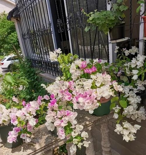 春天阳台种植哪些花卉最合适？
