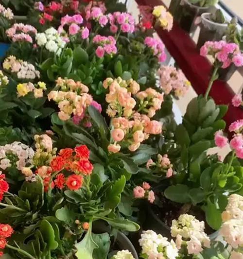 春天阳台种植哪些花卉最合适？