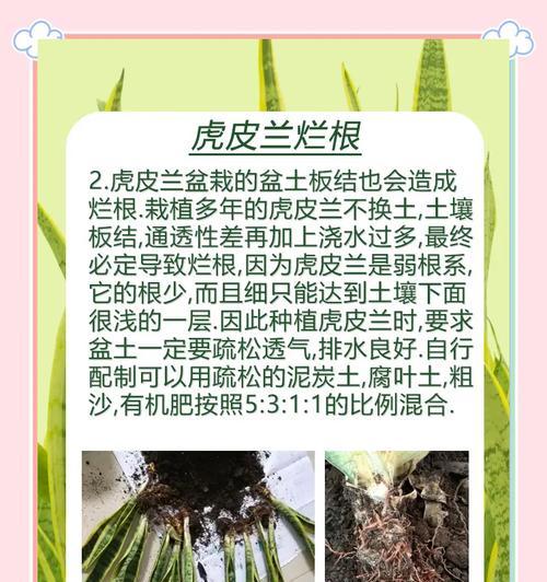 金边阔叶虎皮兰叶子发黄的解决方法是什么？