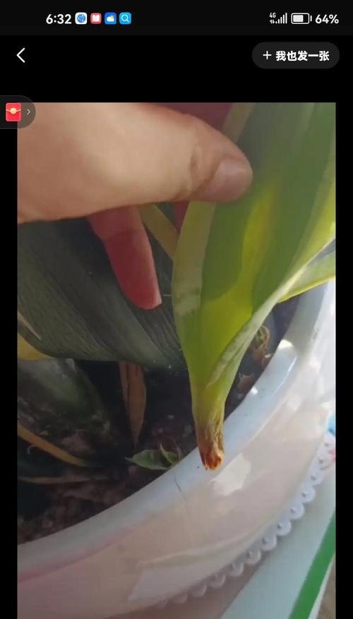 金边阔叶虎皮兰叶子发黄的解决方法是什么？