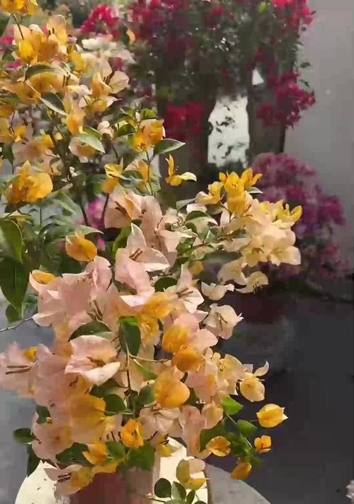 三角梅和鸢尾花的养护要点有哪些？