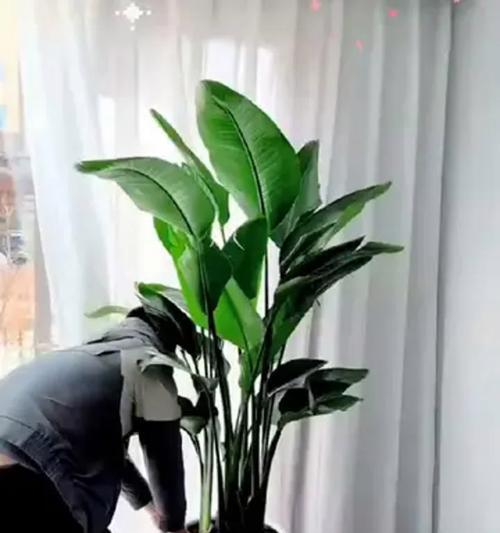 天堂鸟出现叶子发黑发黄该如何处理？