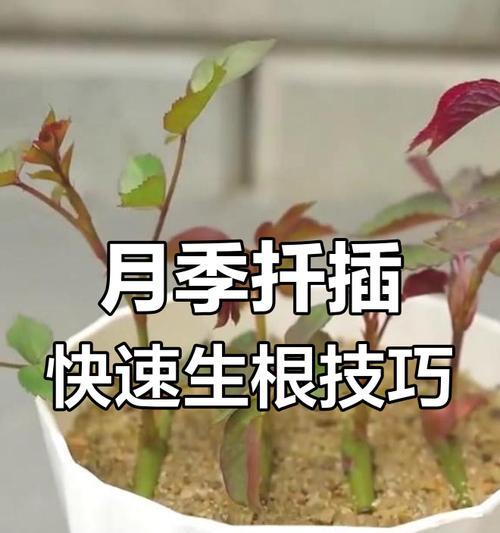 月季满盆后如何正确处理？