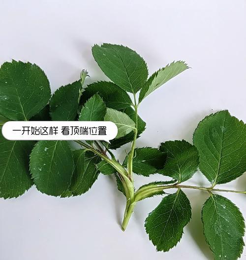 月季满盆后如何正确处理？
