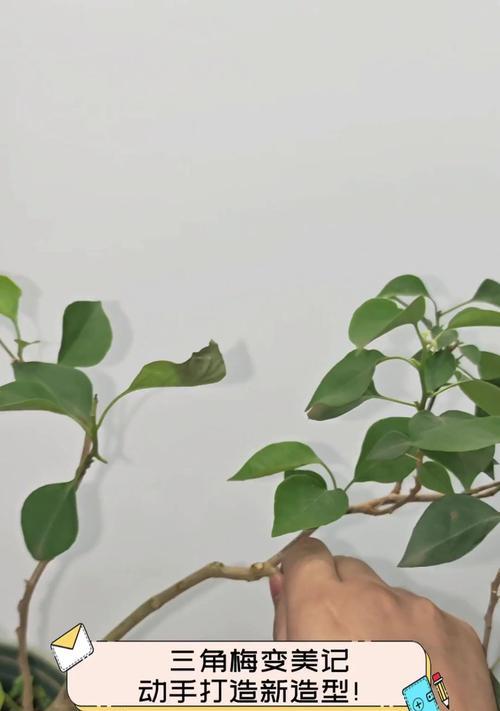 三角梅文人树修剪技巧是什么？如何打造完美造型？