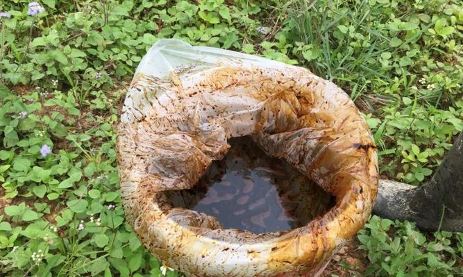枯叶烂果自制肥料的步骤是什么？自制肥料的效果如何？