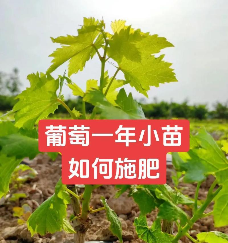 高垄施肥有哪些实用小技巧？