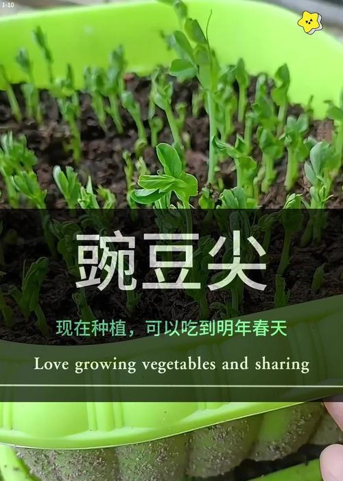 豌豆播种最佳时间？如何选择合适的播种时期？