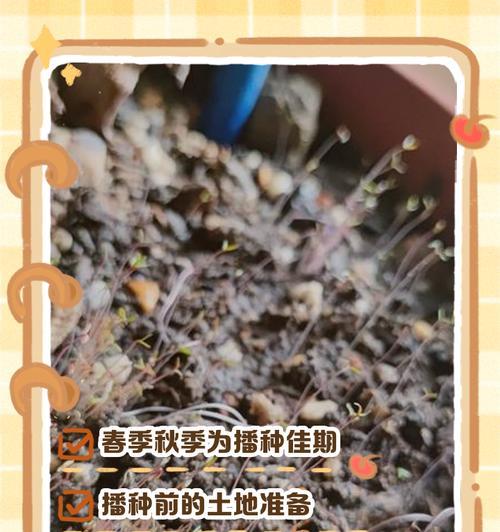 豌豆播种最佳时间？如何选择合适的播种时期？