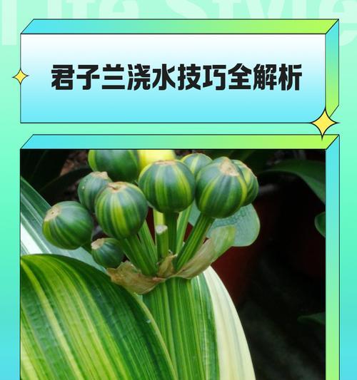 君子兰水培固定支撑的选择是什么？