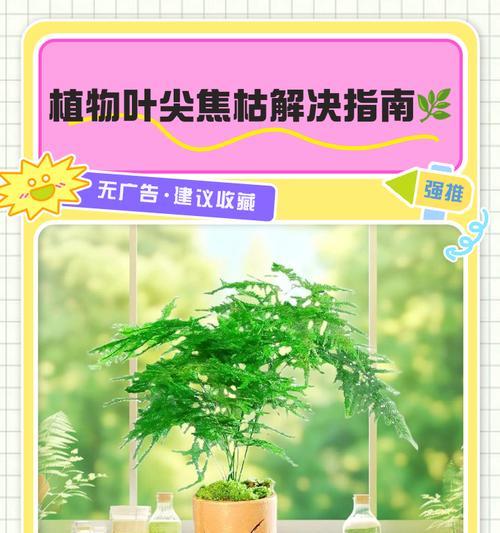 松柏树叶子黄枯的解决办法？