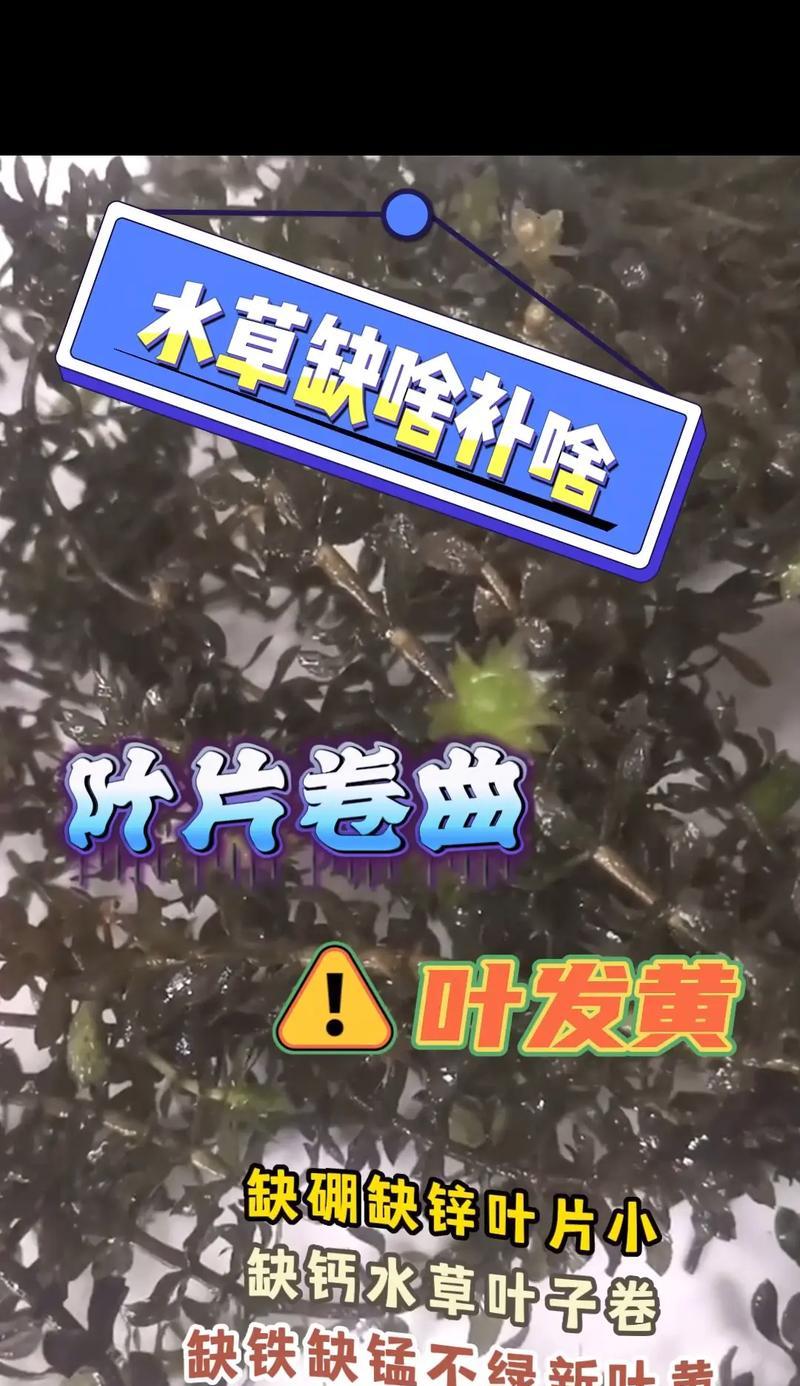 松柏树叶子黄枯的解决办法？