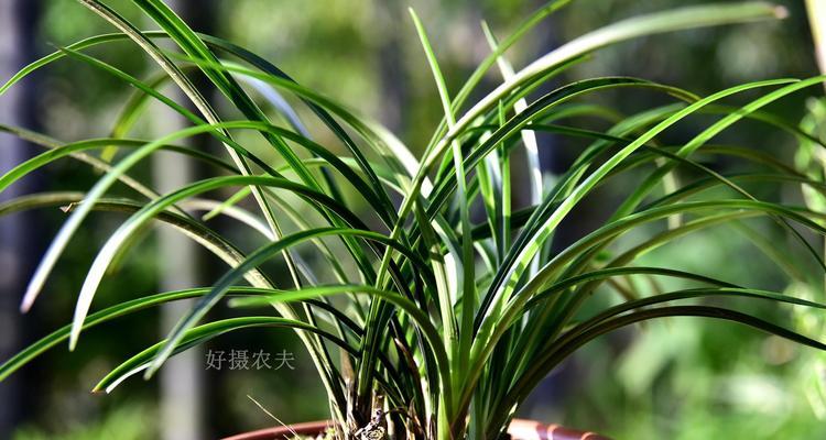 水兰叶子发黄时应如何施肥？