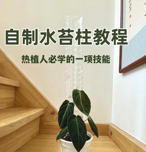 水苔基质栽培技术要点是什么？