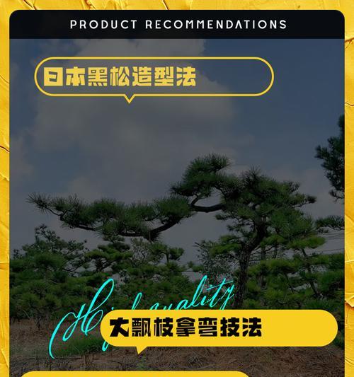 小黑松浇水正确方法是什么？如何正确养护小黑松？